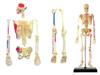 4D Human Skeleton Anatomy Model, 4D Puzzle, 6260011, Fame Master, 4D Master Educational Toy, STEM
