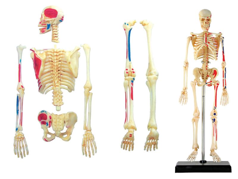 4D Human Skeleton Anatomy Model, 4D Puzzle, 6260011, Fame Master, 4D Master Educational Toy, STEM