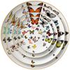New Tableware Ceramic Tray Gold Rim Plate Flat Dish Cake Plate Dinner Tray Tableware Butterfly Creative White Bone China Plate