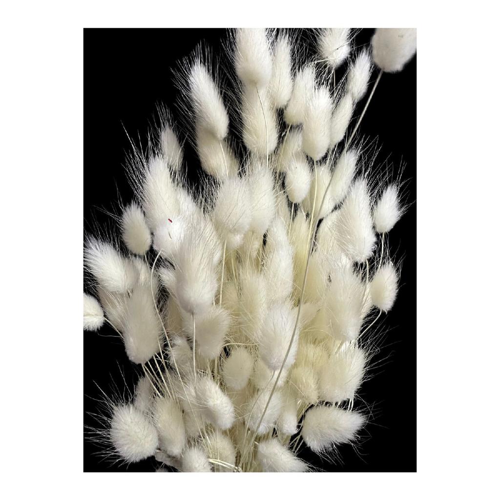 Натуральная сушеная хлопчатник, кроличий хвост, свадебный букет, композиция из цветов лагуруса, 30 веток