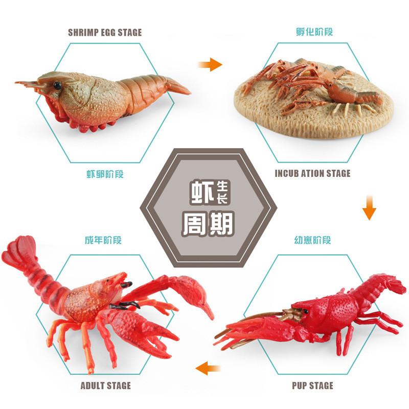 Authentic Crawfish Life Cycle Model Static Pvc Replica Ideal For Learning And Decoration