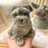 Игрушки для сжимания медведя Tpr Big Dog Трехмерные игрушки для щипков Супер милая игрушка для снятия стресса Кукла Расслабляющая игрушка Игрушки для щипков