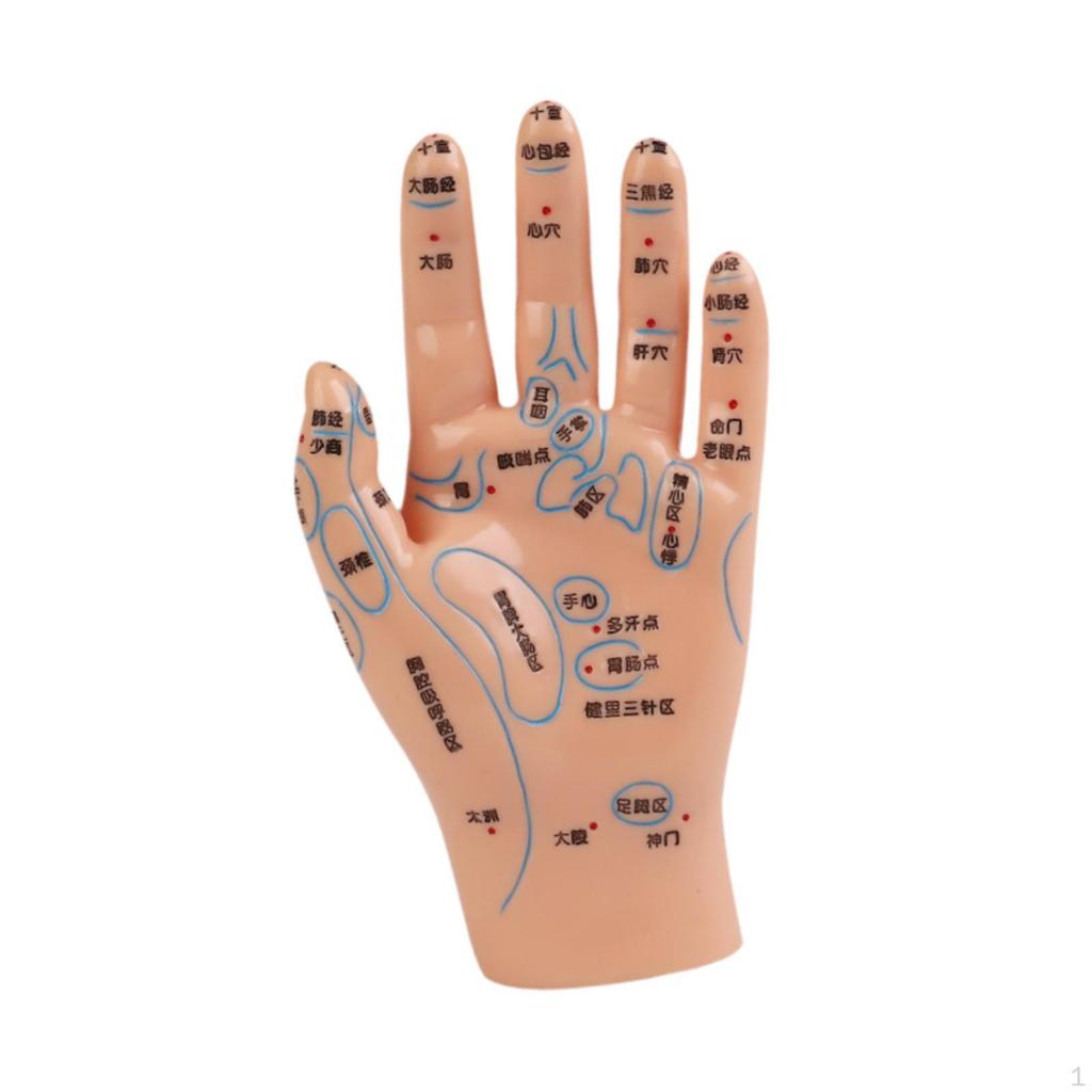 Anatomical Hand Mannequin Chinese Medical Meridians Educational Study Smooth Versatile Teaching Aid