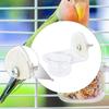Parrot Feeder Bird Food Bowl Acrylic Feeding Easy To Clean Clear Station Water Drinker