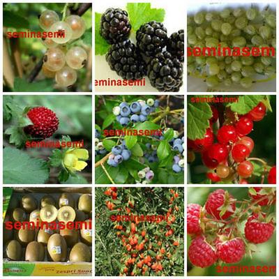Семена 560 BERRIES 9 редких сортов - СВЕЖИЕ СЕМЕНА + БЕСПЛАТНАЯ ДОСТАВКА