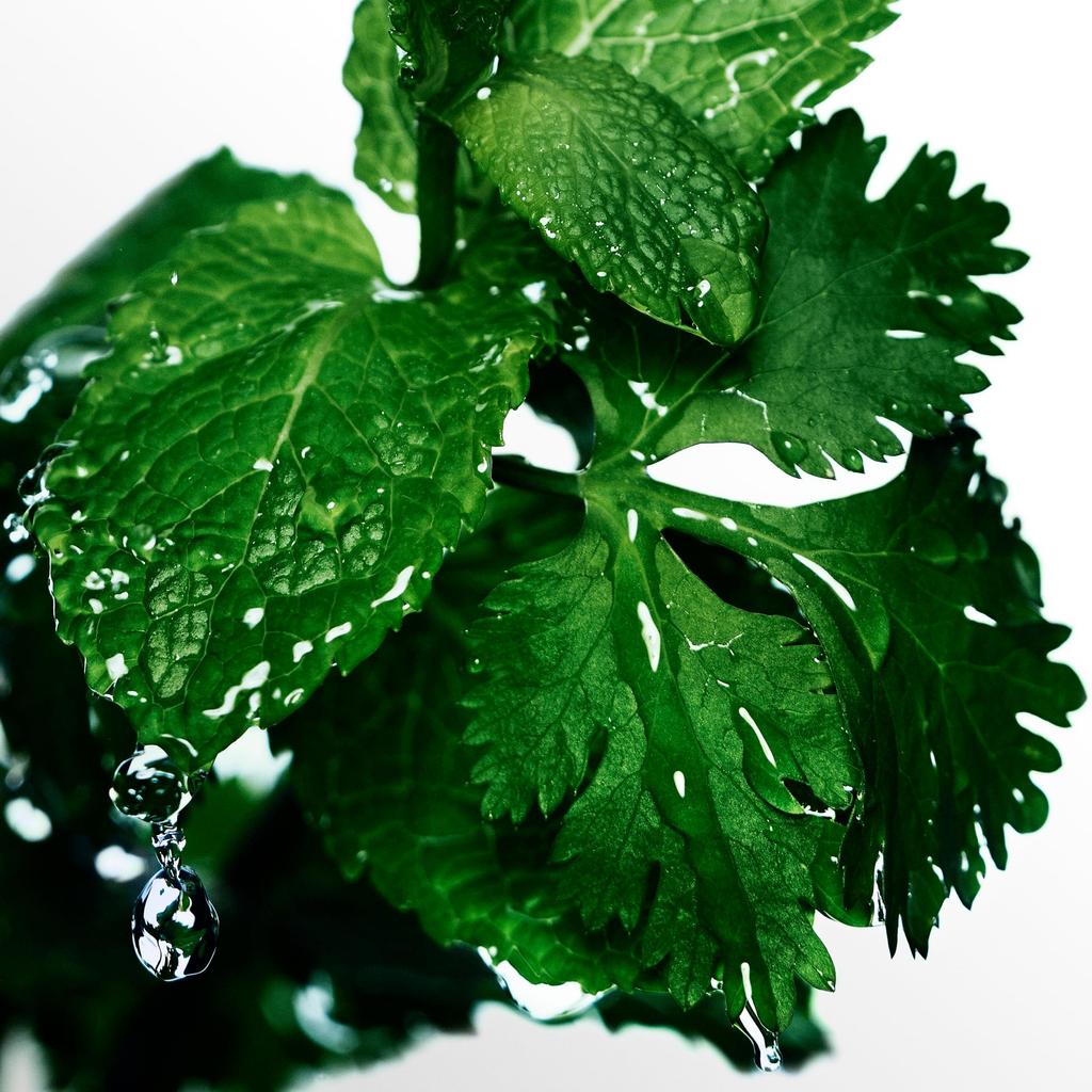 Cool Water Eau De Toilette 75ml [Davidoff]