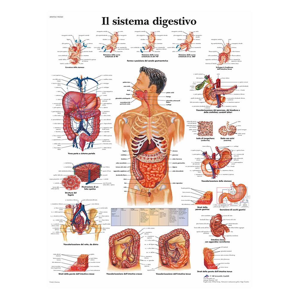 Плакат «Анатомическая мышечная система», схема анатомии человеческого тела, медицинский образовательный холст для школьного декора