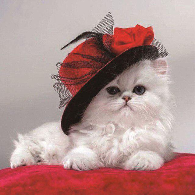 Кошка DIY 5D алмазная живопись полная круглая дрель милые животные Алмазная вышивка наборы крестиков мозаичная настенная живопись Рождественский подарок