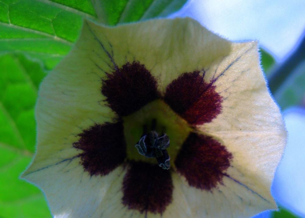 SAFLAX Капский крыжовник / Перуанская вишня - 100 семян - Physalis peruviana