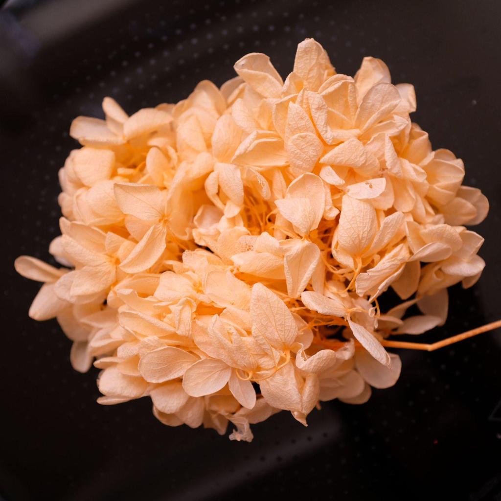 Eternal Hydrangea Dried Petals - Craft, Decor, Gift Accessory