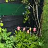 Peony Cage, Plant Support Cage with Four Legs, Heavy-Duty Metal Plant Support Ring for Roses Tomatoes Cucumbers Hydrangeas