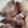 15 Colors Puppy Whelping Collars Adjustable Pet Identification Collars Soft Bands for Newborn Dog for Cat Kitten 3 Sizes