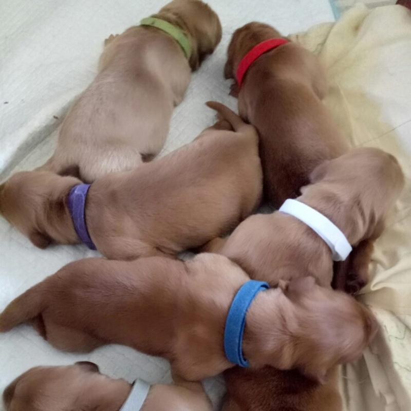 15 Colors Puppy Whelping Collars Adjustable Pet Identification Collars Soft Bands for Newborn Dog for Cat Kitten 3 Sizes