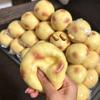 Хрустящий Мягкий Картофельный Ручной работы Шарик Хрустящий Звук Сжимаемая Игрушка Круглые Блоки Наполненные Снятие Стресса Игрушка-антистресс Фестивальные Подарки Взрослый