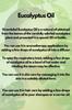Eucalyptus Oil 20Ml