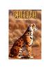 Книга Cheetah Coloring Book For Kids : The Adventurous and Educational Way To Stimulate Creativity In Kids