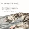 KATOMOKU Cat Beech Table, 2-Dish Capacity, Wood, km-123NA