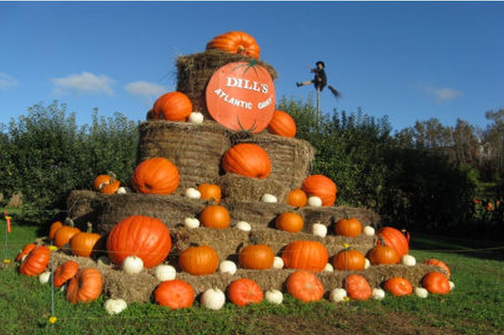 SAFLAX Тыква - Атлантический Гигант - 7 семян - Cucurbita maxima