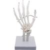 Monolife Hand Joint Model, Hand Skeleton Model, Educational Model, Right Hand, Wrist, Articulated Type