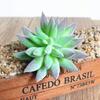 1Pc Artificial Succulent Plant Garden Lifelike DIY Home Office Bonsai Decor