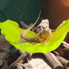 Oxford Reptile Hammock Decorative Lizard Ladder Reptile Habitat Lizard Hanging Bed  Pet Cage