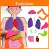 Diy Human Organ Recognition Non-woven Fabric Teaching Kit For Children Science Experiment Material Set