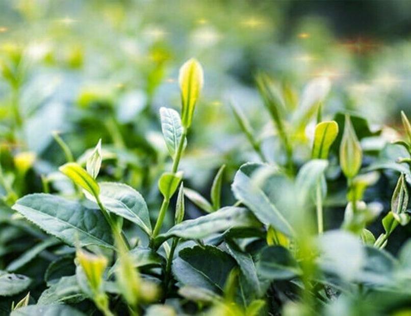 100g Organic Kuding Tea Ku Ding Tea Cha Health Tea The Kuding Tea Health Care