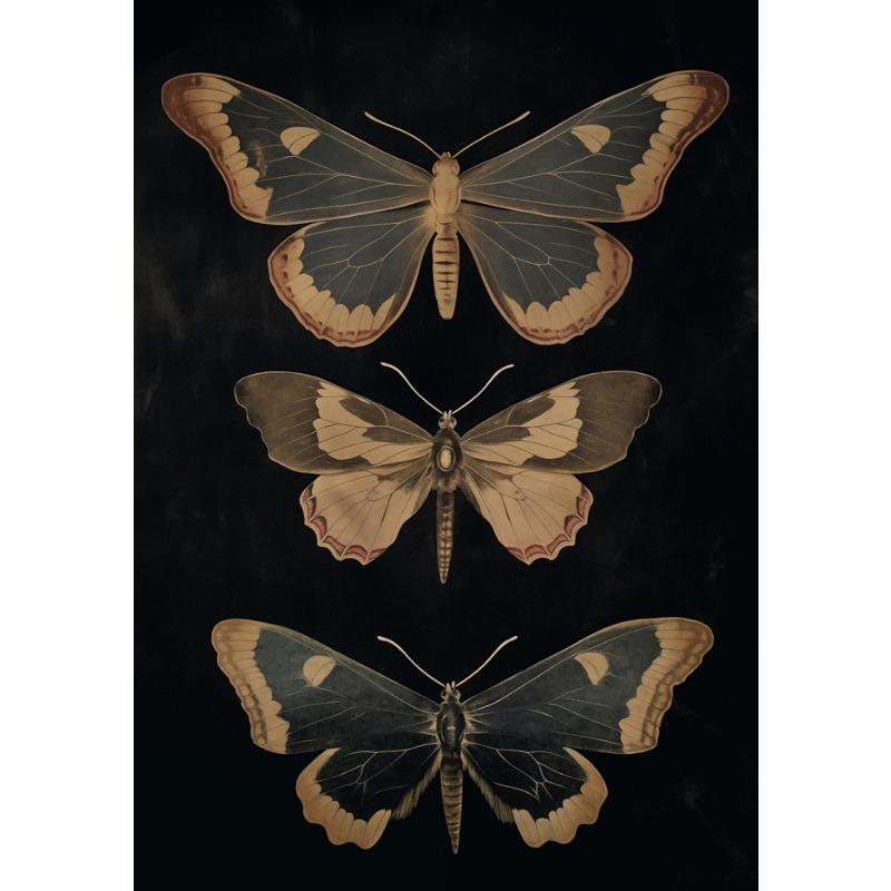 Винтажные постеры в стиле дарк-академия с изображением мотыльков, викторианская готика, иллюстрация насекомых, холст, настенные принты, картина для комнаты, домашний декор