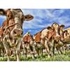 Алмазная мозайка 5d «Ранчо» с коровами