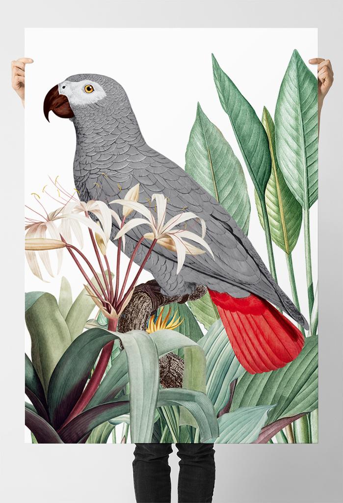 Плакат с изображением серого попугая