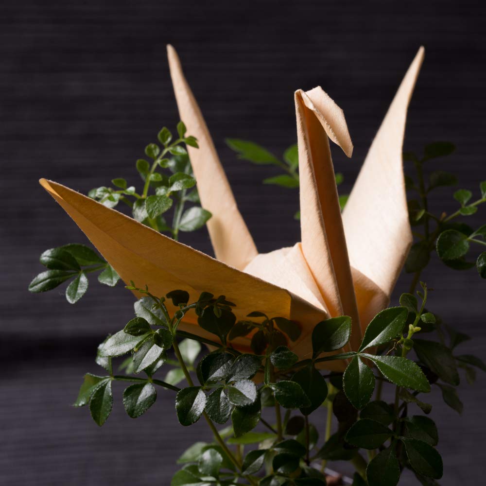 Mori No Kami Natural Wood Set of 150 X 150mm (Foldable Paper), Ultra-Thin, Origami, Cedar, Large, 5,