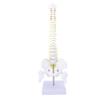 Spine Model with Stand Life Size Spinal Cord Model PVC Realistic Human Flexible Spine Model for Scie
