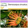 Firewheel Tree - 20 Seeds - Stenocarpus Sinuatus