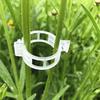 Secured Plastic Plant Clips Plant Vine Fixing Clips Smooth Edge Buckle Design Garden Plant Support Clips Accessories