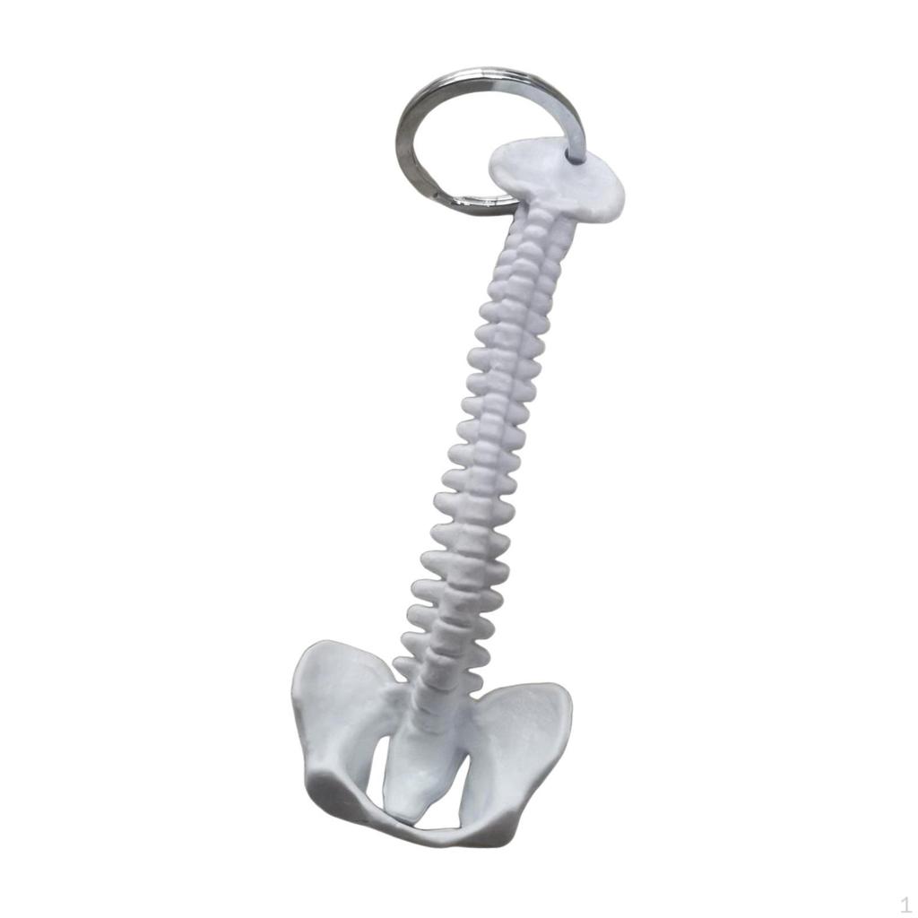 Брелок для ключей "Позвоночник человека", подвеска для сумки, ПВХ, 15 см, ручная работа, маленький, легкий, биология, подвеска для ключей