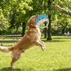 Durable Interactive Dog Toy Soft Puppy Chew Toy Pet Accessories Dog Flying Disc  Outdoor Game