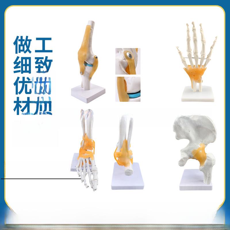 Набор моделей натуральных человеческих суставов: Колено, Плечо, Локоть, Рука, Стопа, Бедро