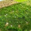 Nylon Model Landscape Turf Realistic Simulation Grass Sand Table Mat  Model Making