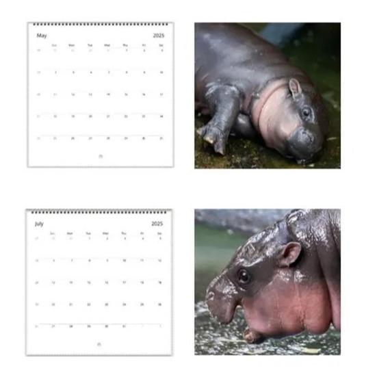 2025 Бегемот настенный календарь ежемесячный карликовый бегемот изображения календарь подвесной бегемот подарок