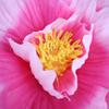 50cm Simulated Peonies Large Size Decorative Flowers Garden Decoration Artificial Design Non-woven Fabric Peony Flower