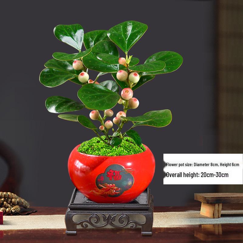 Little Hope Bodhi Tree Bonsai: Evergreen Indoor Potted Plant, Zen Style Ornament for Office or Living Room Decor