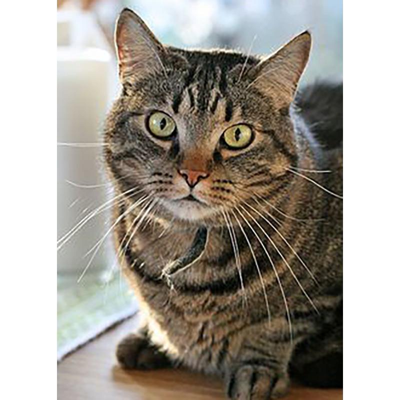 DIY 5D алмазная живопись животные вышивка кошка наборы крестиков полная круглая дрель мозаика со стразами настенная живопись подарок домашний декор