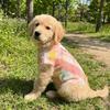 Cooling Pet T-Shirt Thin Breathable Sun Protection Clothes Dog Sunscreen Clothes  Outdoor Activity