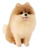 Hamanaka Wool Felting Cute Dog Cat Made with Kit, & Pomeranian, Aclaine, H441-539