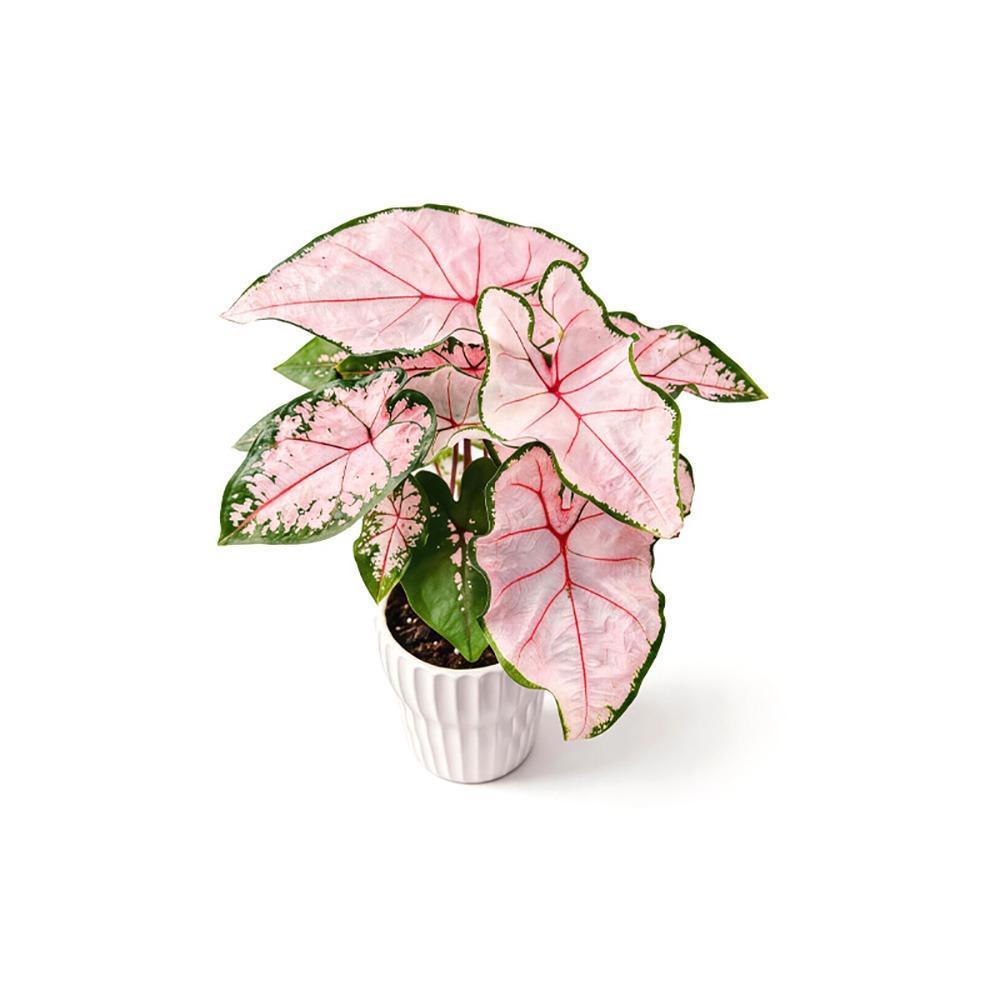 Rotating To Luck Artificial Plant Refrigerator Magnet Rotatable Feature Fridge Magnets  Home Office