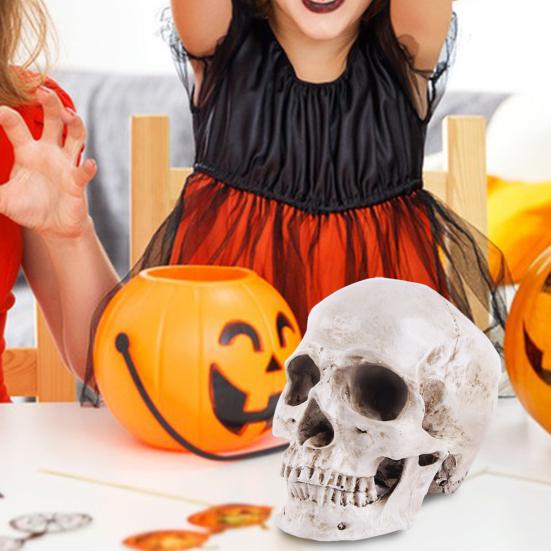 Skull Model Realistic Removable Jawbone Educational Human Skull Model Study Halloween Props Teaching Supplies