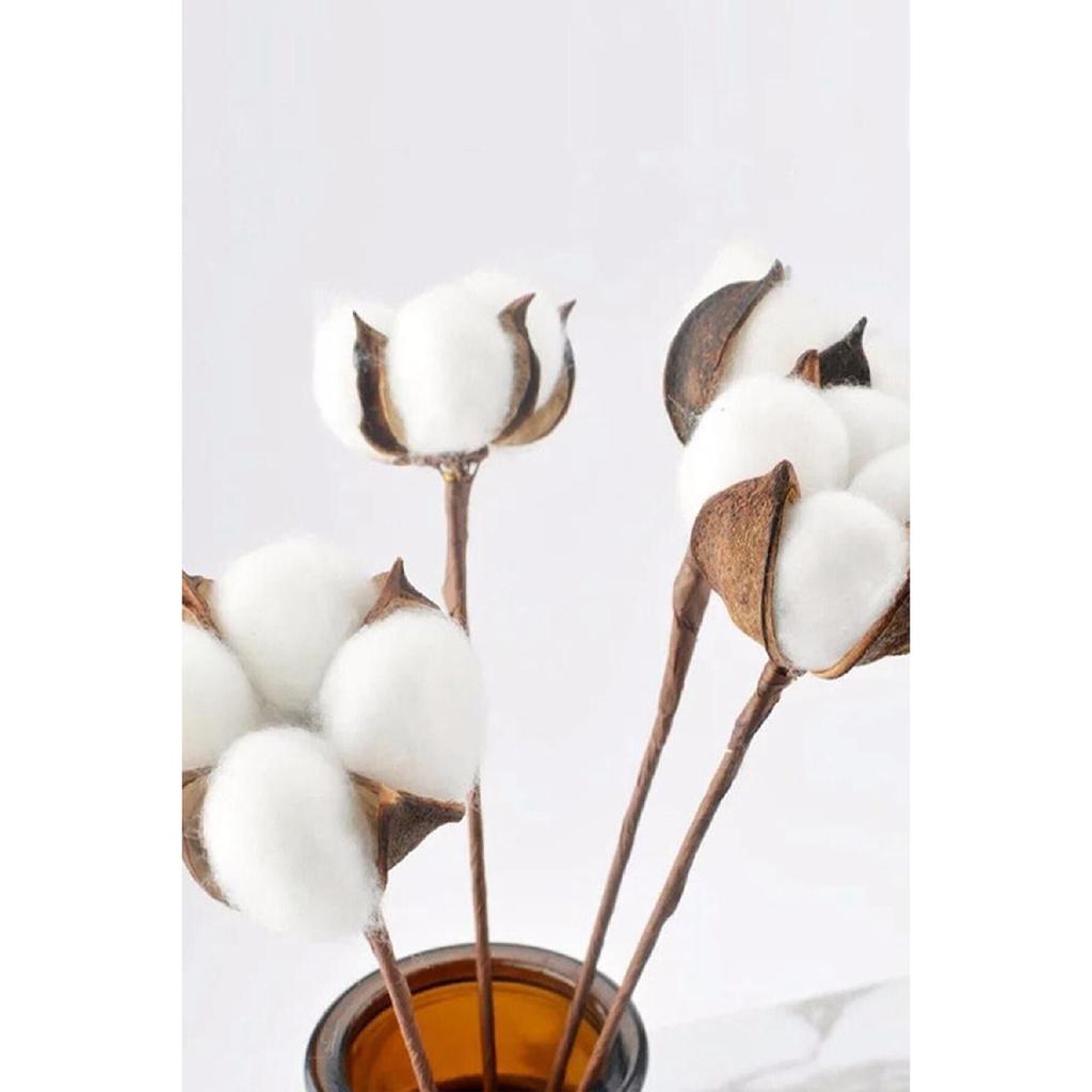 White Natural Cotton Branches 6 Pieces