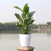 Plastic Desktop Decoration Garden Supply Self Watering Home Decor Plants Basket Planter Flower Pots