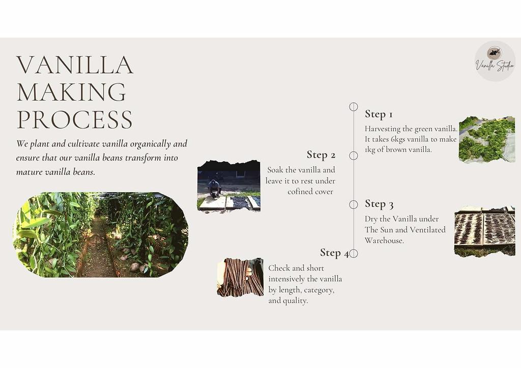 Vanilla Studio Vanilla Beans 10 Pieces Grade A Indonesian Baking Homemade Extract Flavoring Coffee Safe Reliable