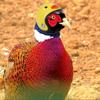 Cartoon Bird Protect Cap Plastic Pet Protective Headgear Small Pet Hard Hat  Rainy Day